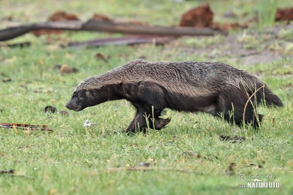 Honey badger (Mellivora capensis)