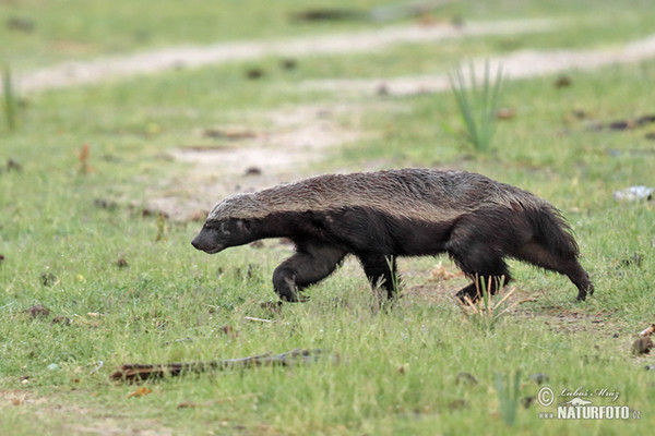 Honey badger (Mellivora capensis)