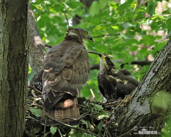 Honey Buzzard (Pernis apivorus)