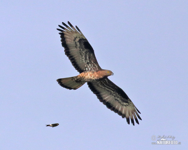 Honey Buzzard (Pernis apivorus)