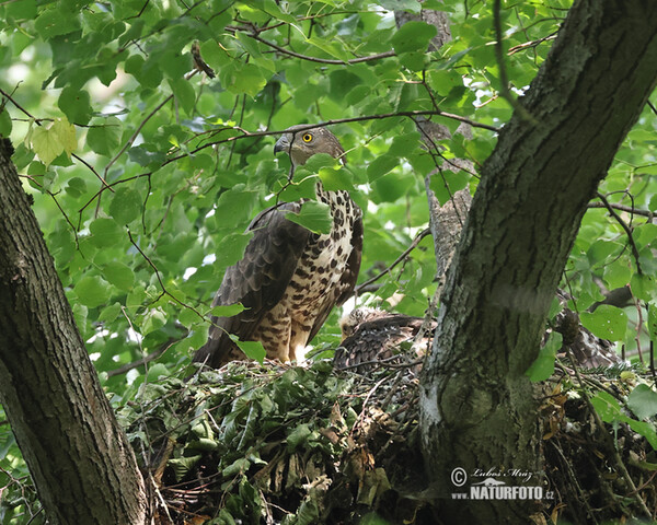 Honey Buzzard (Pernis apivorus)