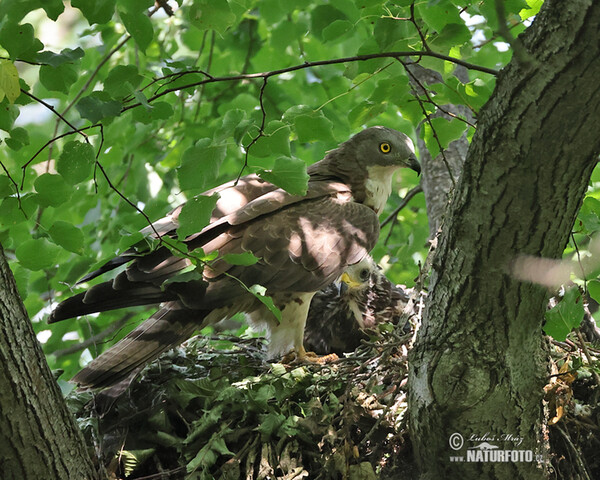 Honey Buzzard (Pernis apivorus)