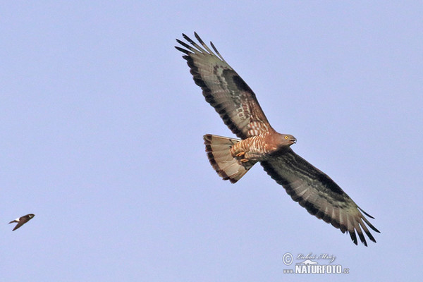 Honey Buzzard (Pernis apivorus)