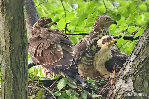 Honey Buzzard (Pernis apivorus)