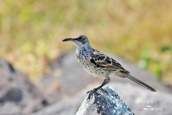 Hood Mockingbird (Mimus macdonaldi)