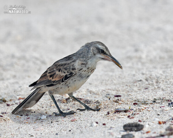 Hood Mockingbird (Mimus macdonaldi)