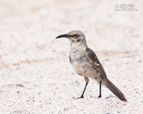 Hood Mockingbird (Mimus macdonaldi)