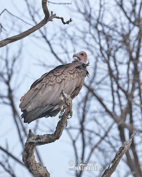 Hooded Vulture (Necrosyrtes monachus)