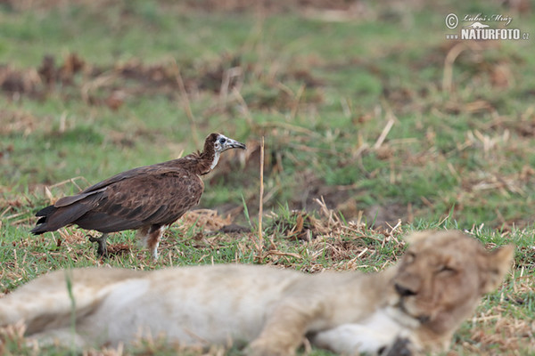 Hooded Vulture (Necrosyrtes monachus)