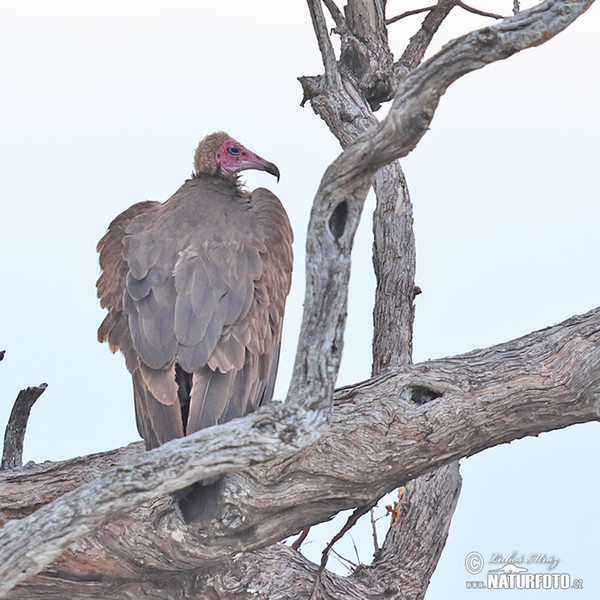 Hooded Vulture (Necrosyrtes monachus)