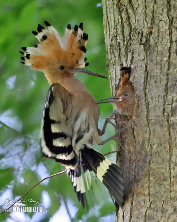 Hoopoe (Upupa epops)