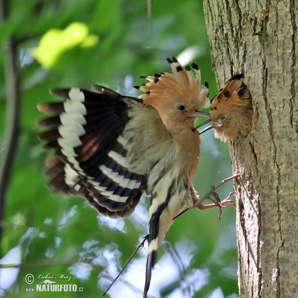 Hoopoe (Upupa epops)