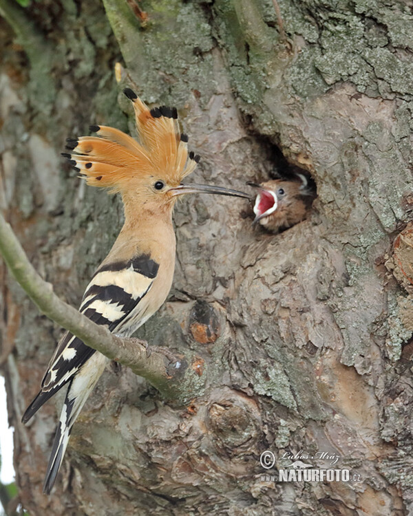 Hoopoe (Upupa epops)