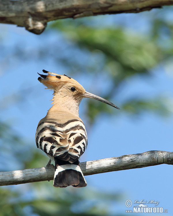 Hoopoe (Upupa epops)