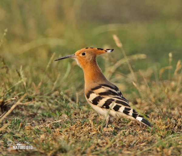 Hoopoe (Upupa epops)