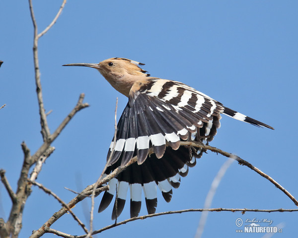 Hoopoe (Upupa epops)