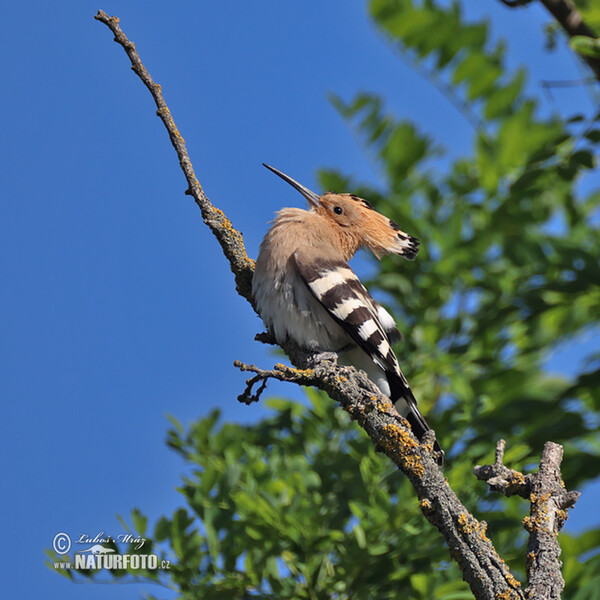 Hoopoe (Upupa epops)