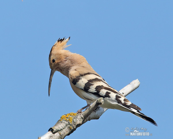 Hoopoe (Upupa epops)