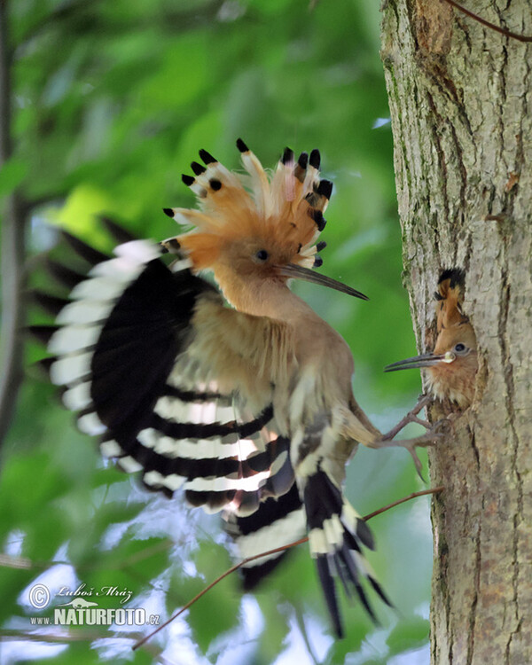 Hoopoe (Upupa epops)