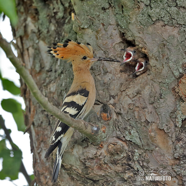 Hoopoe (Upupa epops)