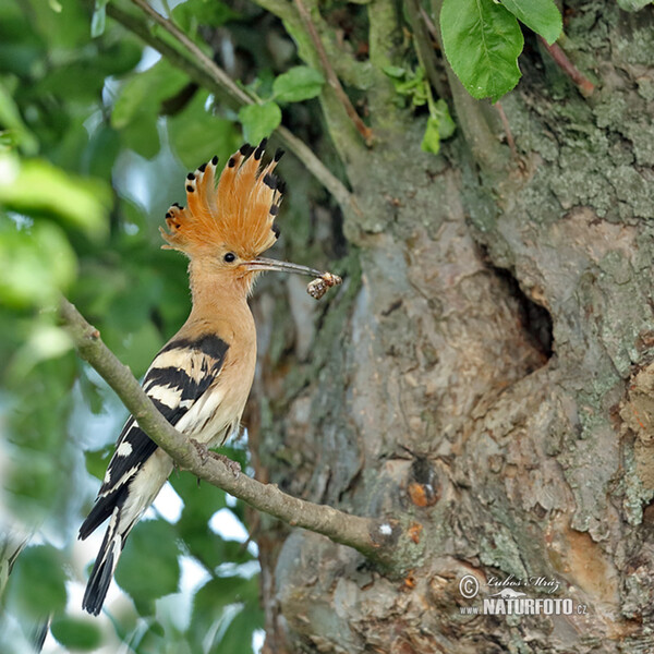 Hoopoe (Upupa epops)