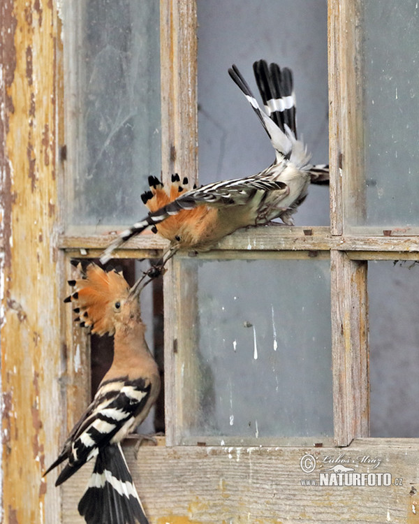 Hoopoe (Upupa epops)