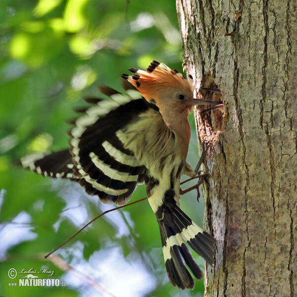 Hoopoe (Upupa epops)