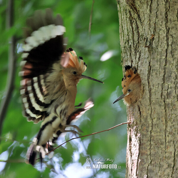 Hoopoe (Upupa epops)