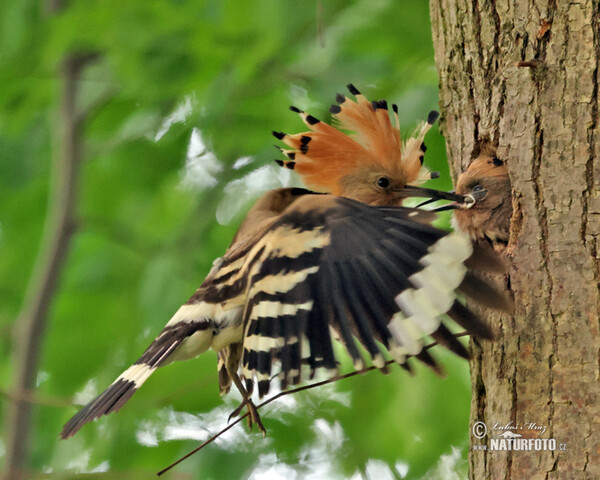 Hoopoe (Upupa epops)