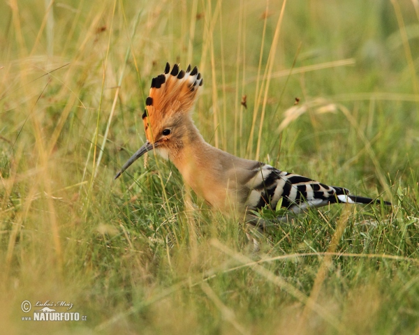 Hoopoe (Upupa epops)