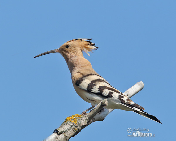 Hoopoe (Upupa epops)