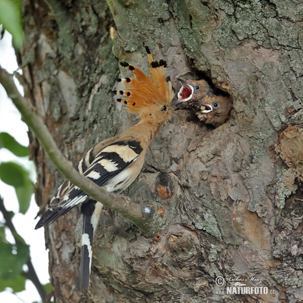 Hoopoe (Upupa epops)