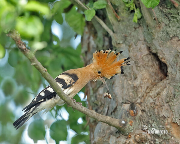 Hoopoe (Upupa epops)