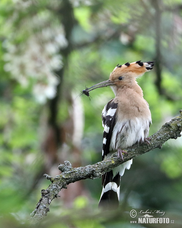 Hoopoe (Upupa epops)