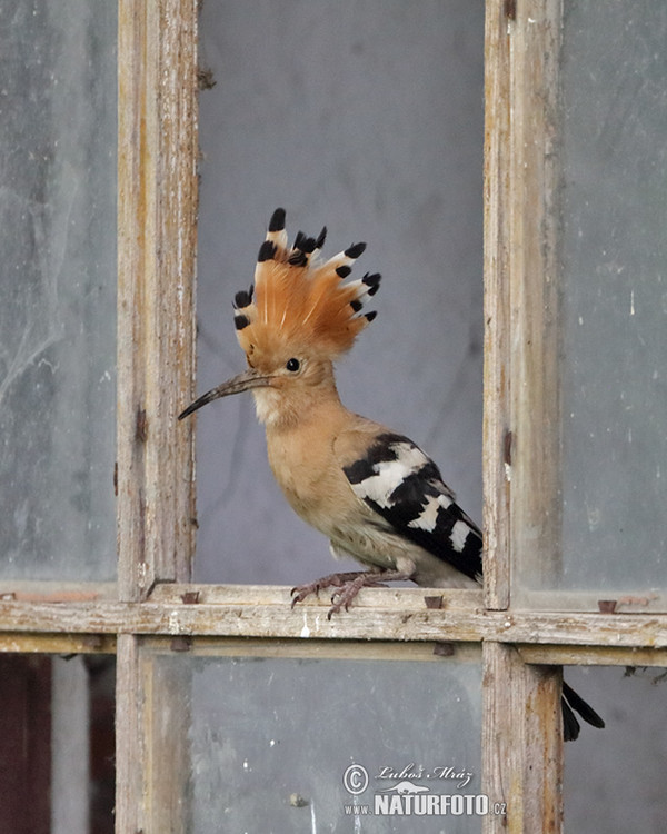 Hoopoe (Upupa epops)