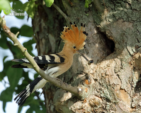 Hop vogel