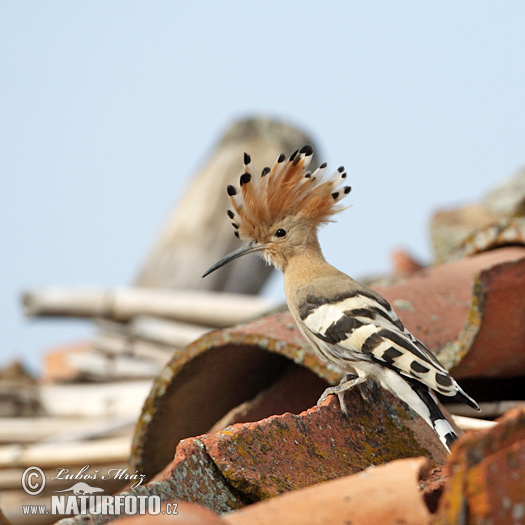 Hop vogel