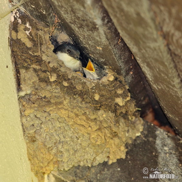 House Martin (Delichon urbica)