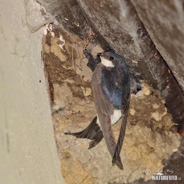 House Martin (Delichon urbica)