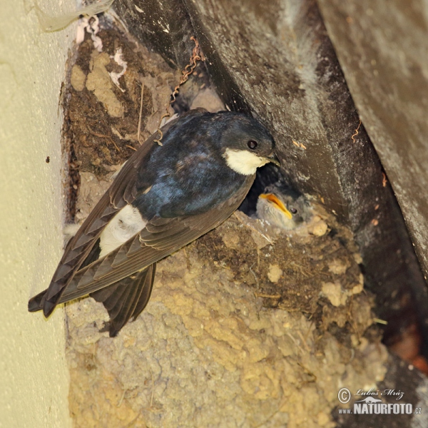 House Martin (Delichon urbica)