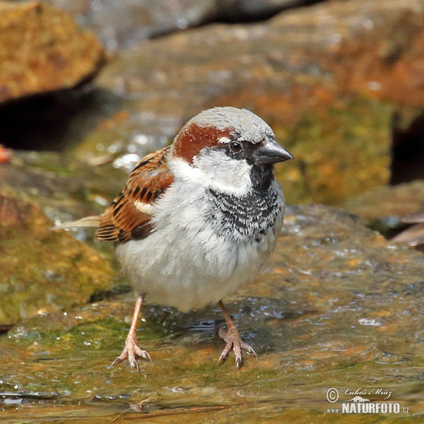 House Sparrow (Passer domesticus)