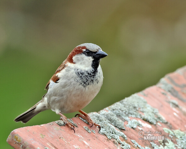 House Sparrow (Passer domesticus)