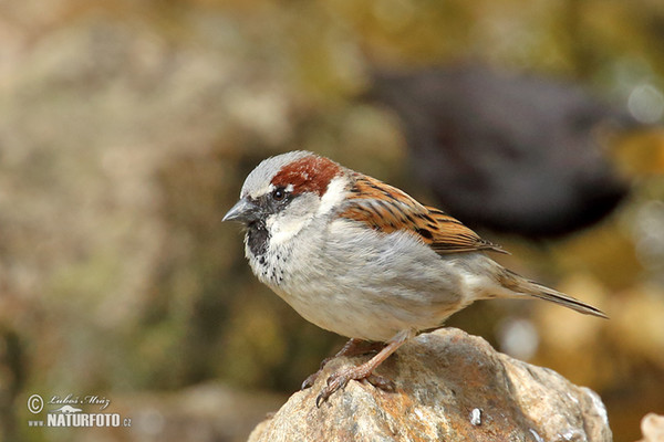 House Sparrow (Passer domesticus)