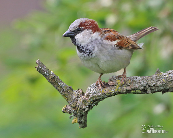 House Sparrow (Passer domesticus)