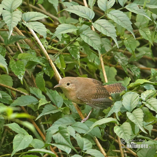 House Wren (Troglodytes aedon)