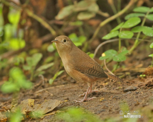 House Wren (Troglodytes aedon)