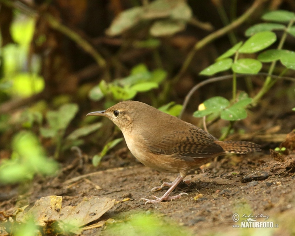 House Wren (Troglodytes aedon)