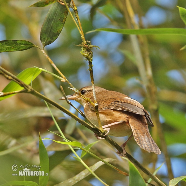 House Wren (Troglodytes aedon)