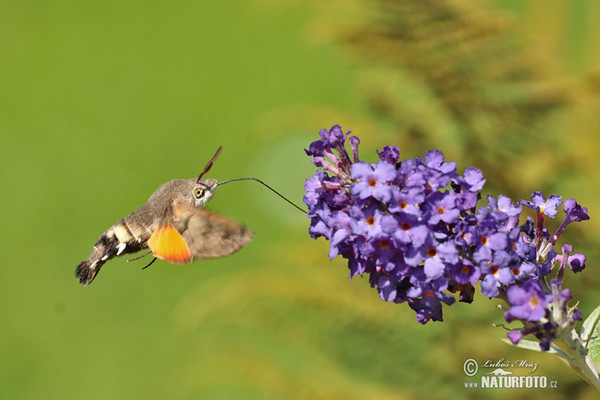 Hummingbird Hawk-moth (Macroglossum stellatarum)