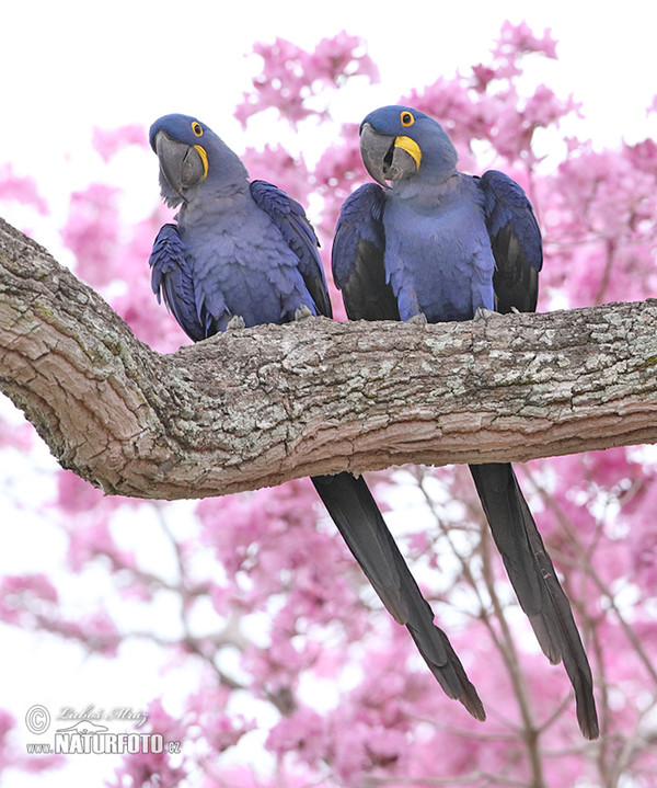 Hyacinth Macaw (Anodorhynchus hyacinthinus)